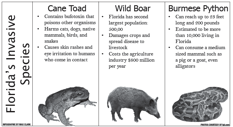 invasive-species-wreak-havoc-in-florida-the-panther