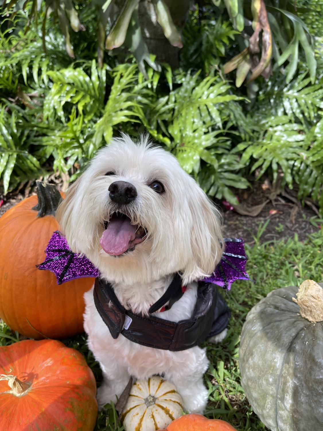 LAST DAY for Furry Friends Halloween Costume Contest